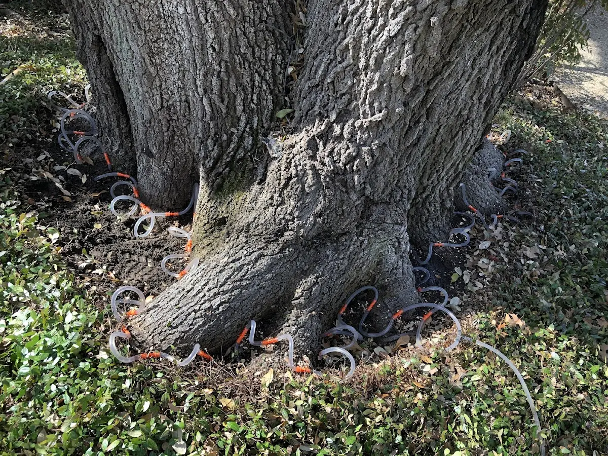 Detailed Tree Cabling and Bracing job site in Paxinos