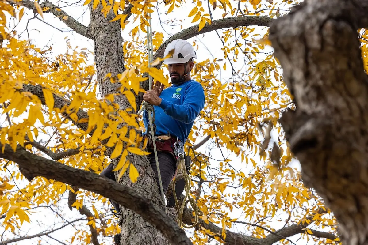 Skilled Tree Planing crew working in Paxinos