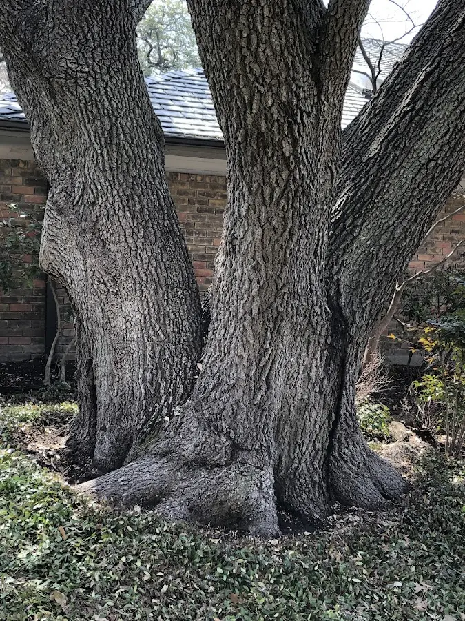 Mature heritage tree close to a Paxinos property cared for by certified arborists